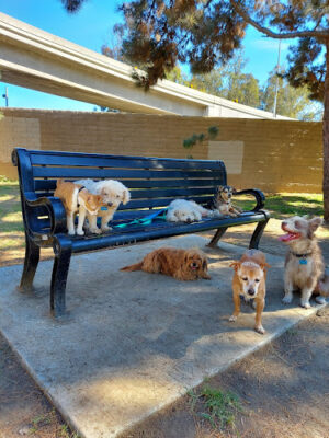 Coolidge Dog Park