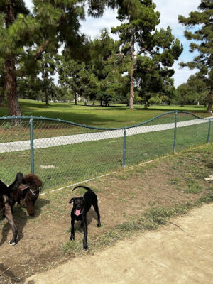 El Dorado Park Dog Park
