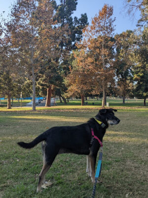 Recreation Dog Park