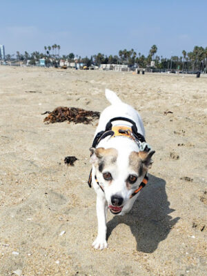Rosie's Dog Beach