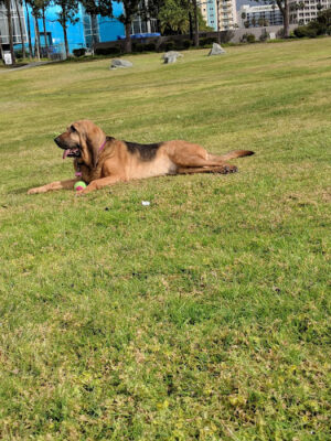 Seaside Dog Zone