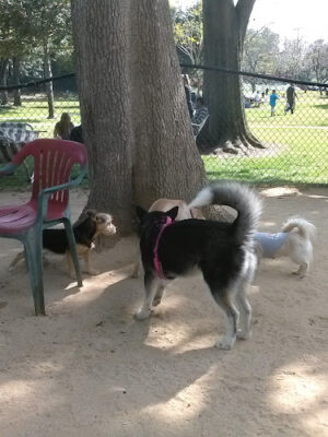 Uptown Dog Park