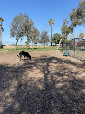 Wrigley Heights Dog Park