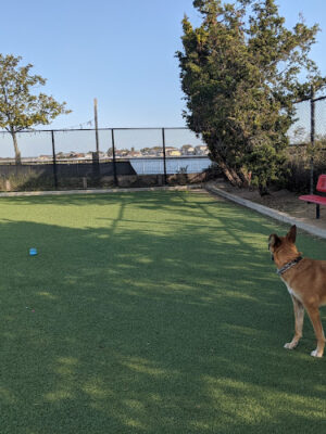 Long Beach Dog Run