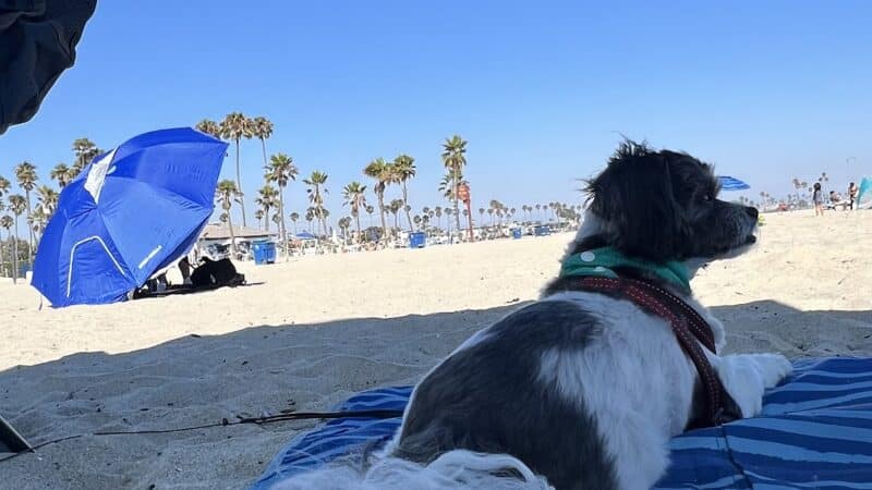 Rosie's Dog Beach - Long Beach, CA