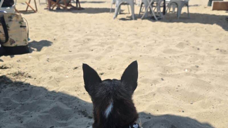 Rosie's Dog Beach - Long Beach, CA