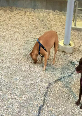 Dog Park Of Gantry Plaza State Park