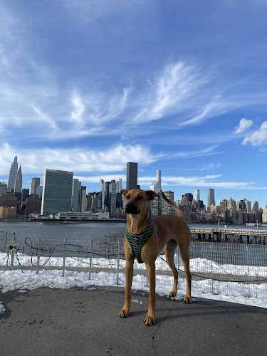Hunter's Point South Dog Run