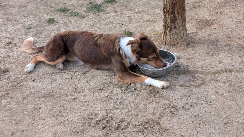City of Longmont Dog Park #1 - Longmont, CO