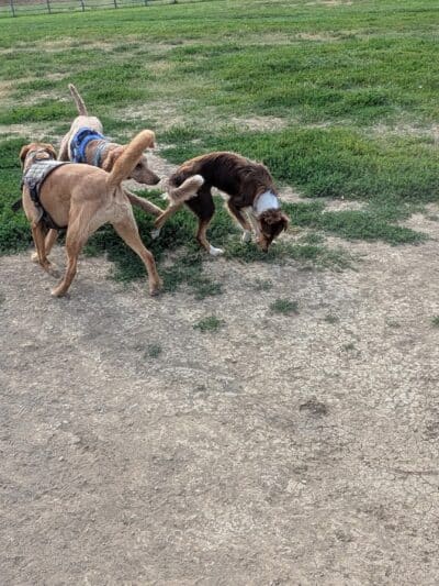 City of Longmont Dog Park #1 - Longmont, CO