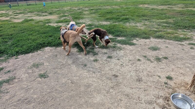 City of Longmont Dog Park #1 - Longmont, CO