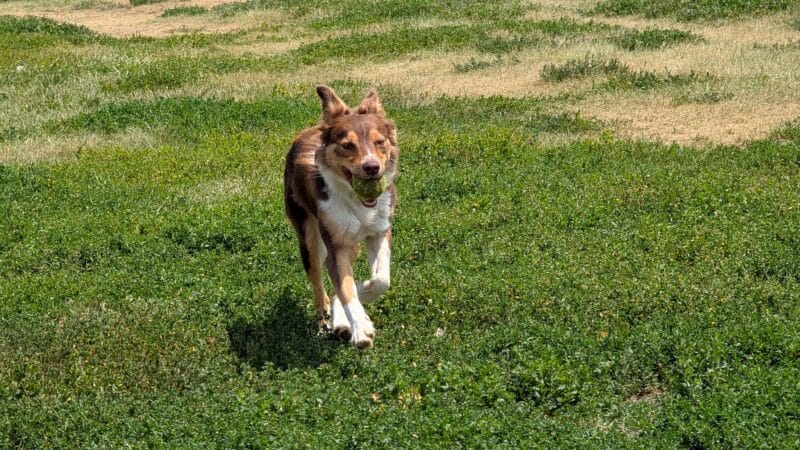 City of Longmont Dog Park #1 - Longmont, CO