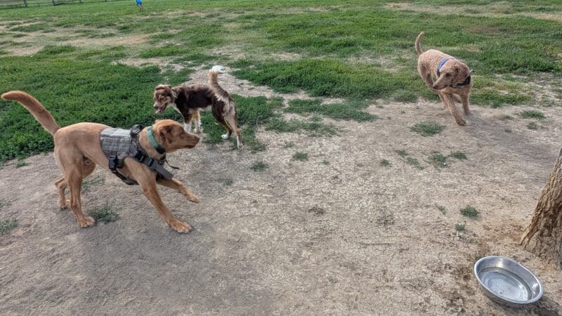 City of Longmont Dog Park #1 - Longmont, CO