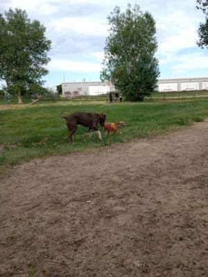 City of Longmont Dog Park #2