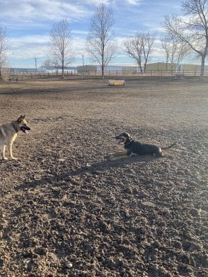 City of Longmont Dog Park #2