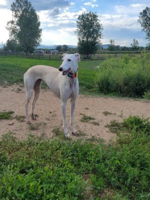 City of Longmont Dog Park #2