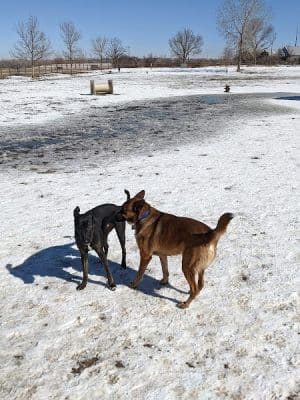 City of Longmont Dog Park #2
