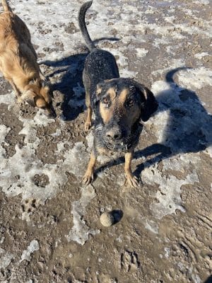City of Longmont Dog Park #2