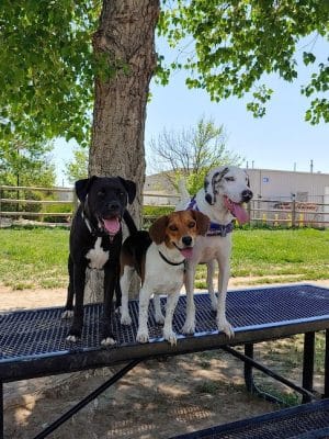 City of Longmont Dog Park #2