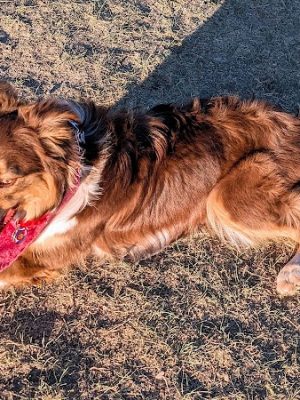 City of Longmont Dog Park #1 - Longmont, CO