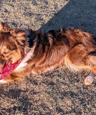 City of Longmont Dog Park #1 - Longmont, CO
