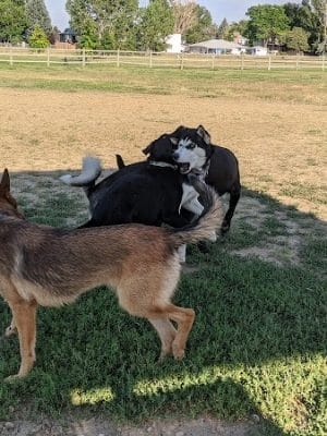City of Longmont Dog Park #1 - Longmont, CO