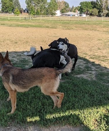 City of Longmont Dog Park #1 - Longmont, CO