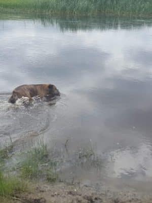 Lonsdale Dog Park