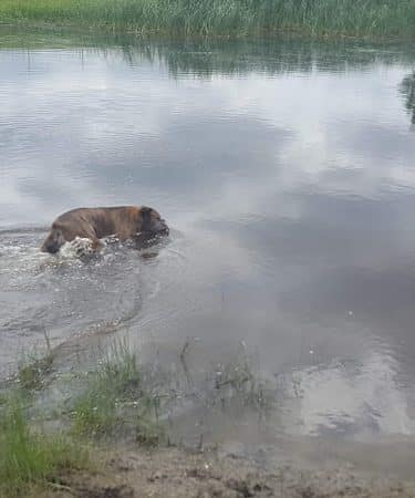 Lonsdale Dog Park
