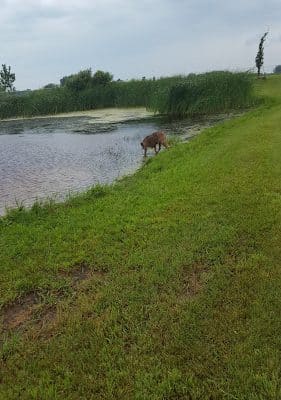 Lonsdale Dog Park