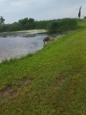 Lonsdale Dog Park
