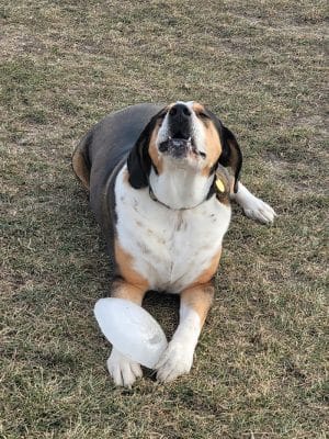 Lonsdale Dog Park