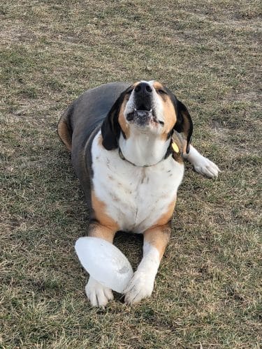 Lonsdale Dog Park