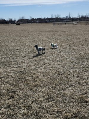 Lonsdale Dog Park