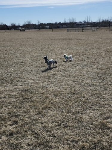 Lonsdale Dog Park