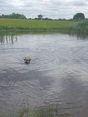 Lonsdale Dog Park