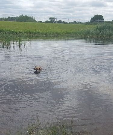 Lonsdale Dog Park