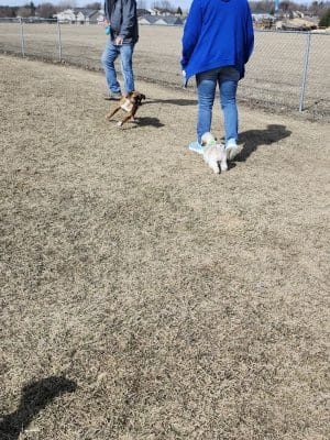 Lonsdale Dog Park