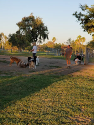 Arbor Dog Park