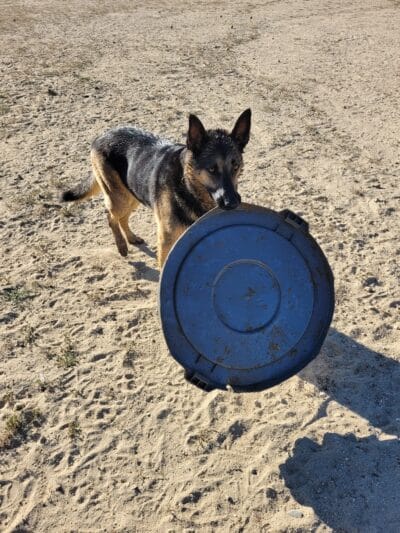 Laurel Canyon Dog Park - Los Angeles, CA