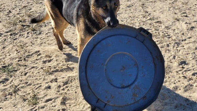 Laurel Canyon Dog Park - Los Angeles, CA