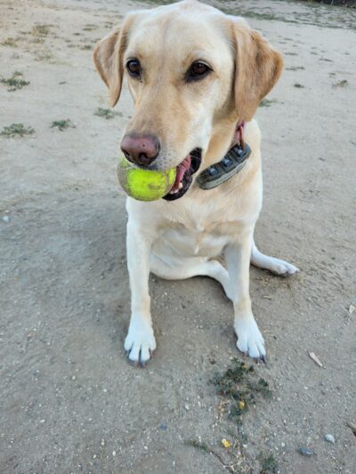 Laurel Canyon Dog Park - Los Angeles, CA