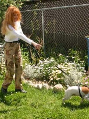 Lost Pet Detection
