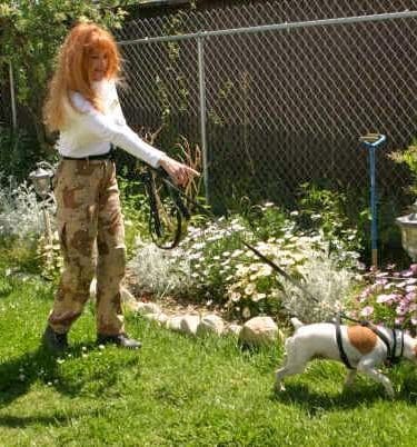 Lost Pet Detection