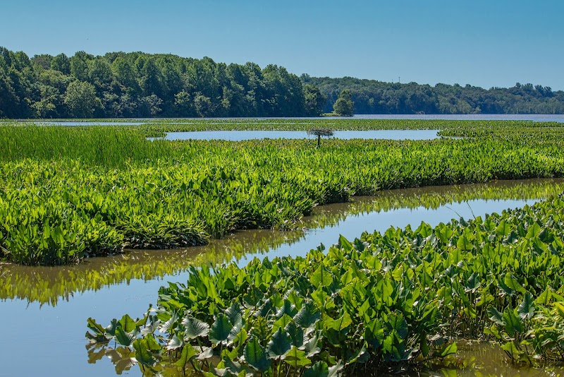 Jug Bay Wetlands Sanctuary - Lothian, MD