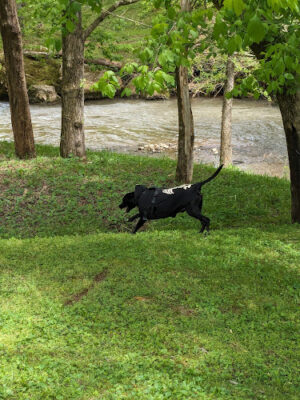 Dog Park