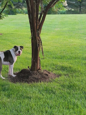 Louisville Dog Park
