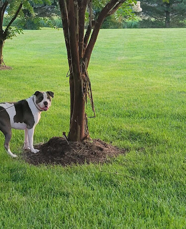 Louisville Dog Park