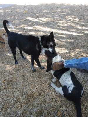 Dog Park at Fairgrounds Park