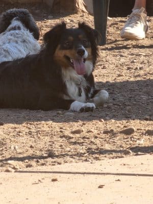 Dog Park at Fairgrounds Park